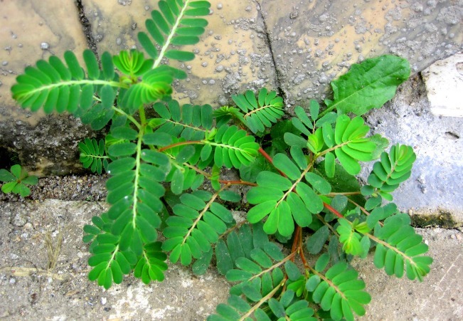 氯化钾|路边不起眼的一种杂草,清热解毒,止咳化痰,补血益气,好处多多