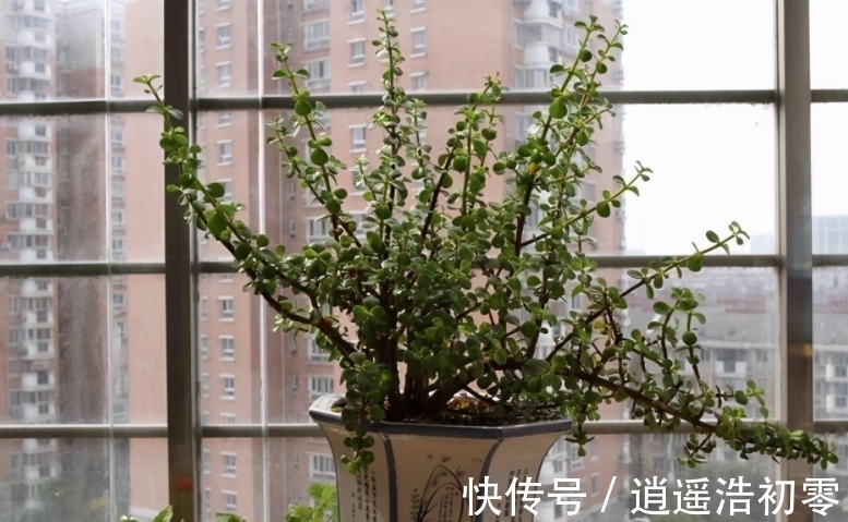 老桩|养金枝玉叶,按“这”方法盆栽,枝叶长得旺,极具观赏价值