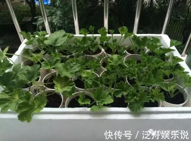 托盘|3种花太贵，别再买了，剪几个枝就能扦插几十盆！