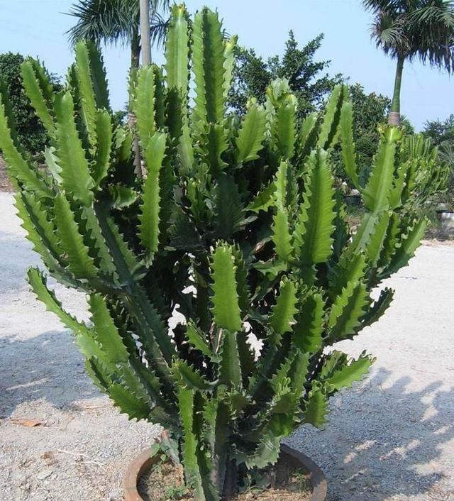 真正懂花的人，都会养这3种花，爆盆快寓意好还能养人