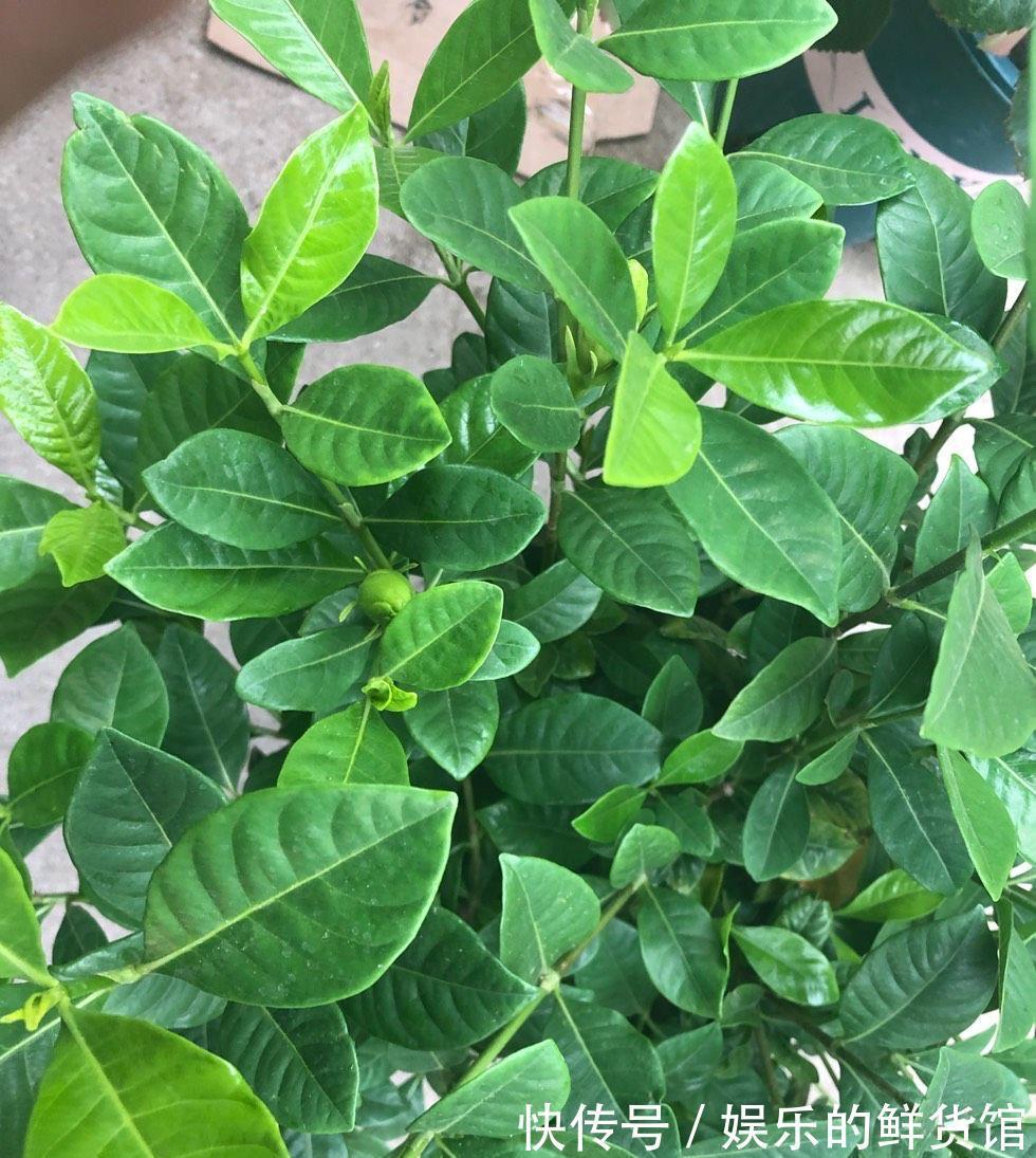 盆栽|夏天里这5种花,爱喝水是大水桶,每天浇水才能枝叶翠绿长势旺