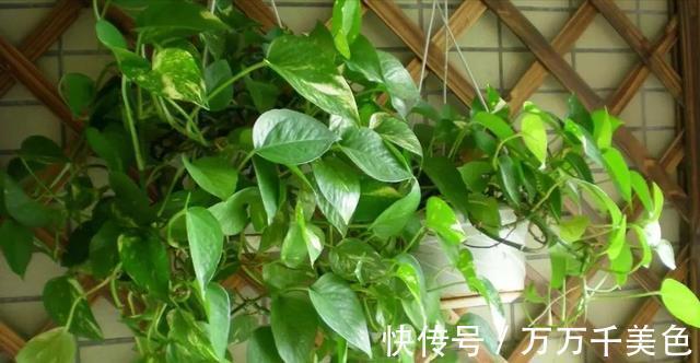 花卉|入秋后，这些花要早点进行翻盆换土的工作，才能叶绿根壮长势旺