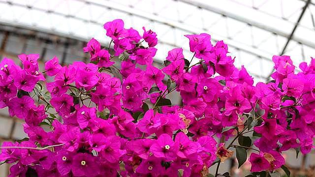 三角梅不开花,简单“4步”操作,30天变“花树”