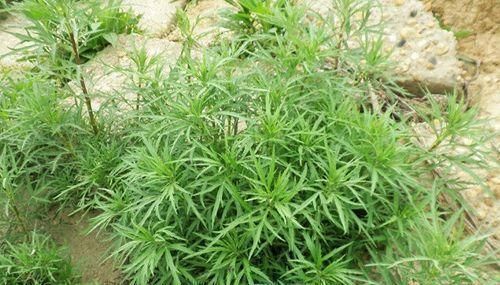 这种野草,吃了能抵7瓶牛奶,路边一丛丛,可惜都不认识