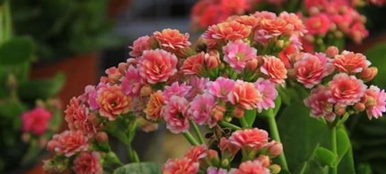 3种漂亮花，别乱浇水，水越多开花越少，旱着养反而长得旺