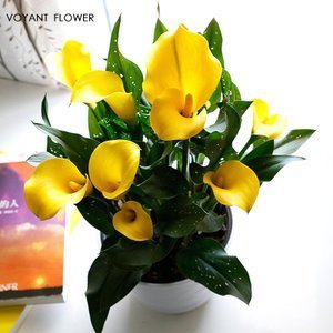 颜值担当，气质貌美，这样的彩色马蹄莲谁能不爱