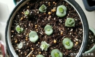 地方|10款能吊起来养的多肉,一个比一个美,还不占地方