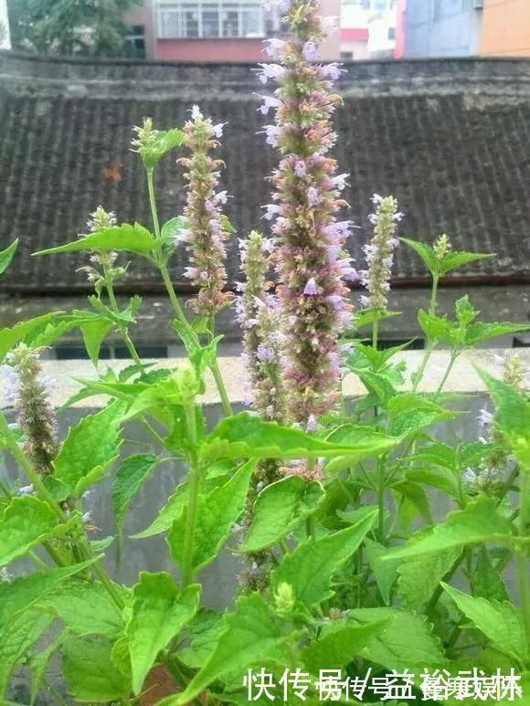 蚊香|5种花蚊子“不喜欢”,好看还好养,是天然蚊香,值得多养几盆