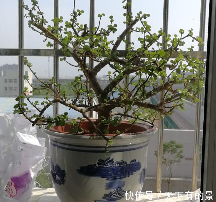 冬天最冷的时候,这5种花不要放室外,否则冻成腌菜了