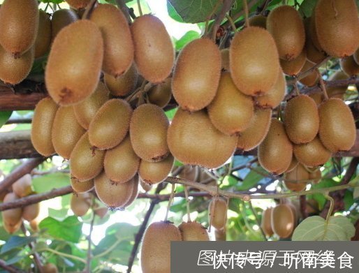 维生素c|女人的4大天然美肤水果，每天吃一吃，皮肤水嫩有弹性