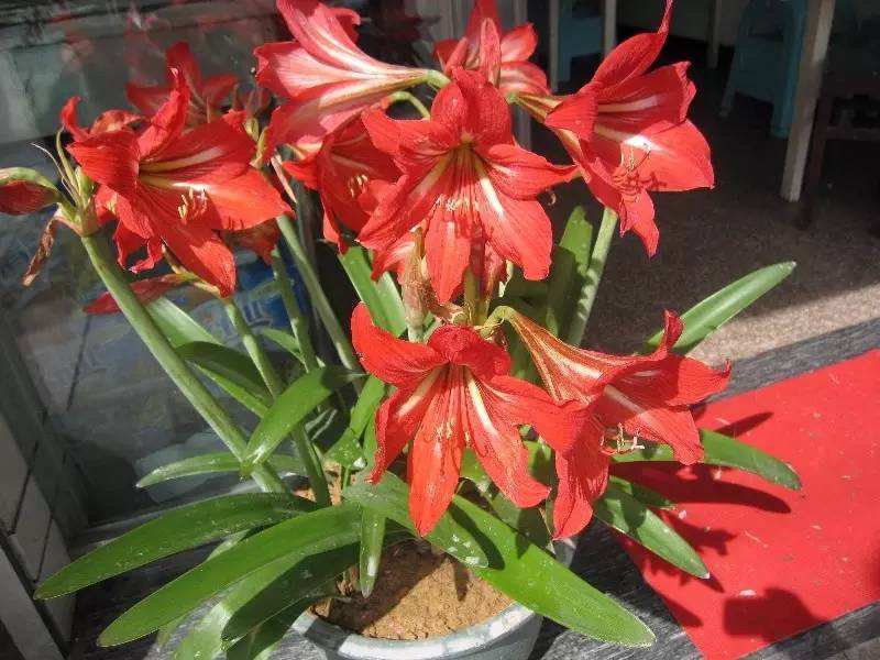 夏天养花有“4怕”，学会避开，花儿枝繁叶茂，开花旺