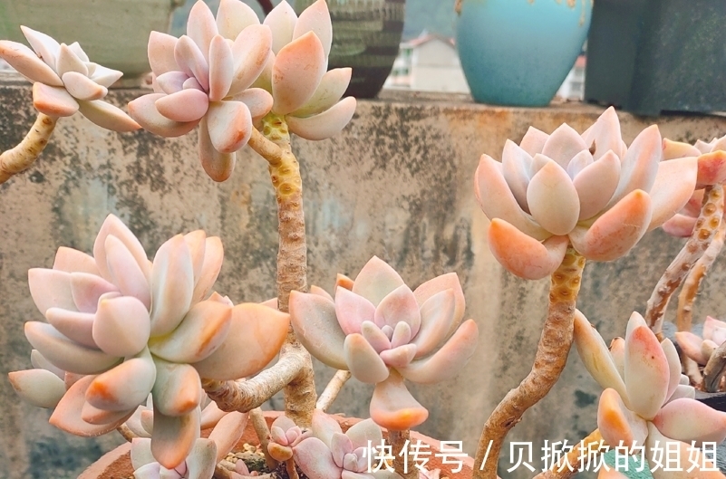 一棵长得很妖娆的多肉冬美人,是随它自然生长还是怎么处理好呢?