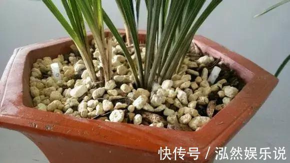 松软|盆土板结别着急,插根吸管倒点酒,松软又透气!