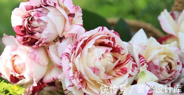 喷药|花友种月季前必须考虑清楚三个问题,不然越养越心烦