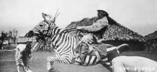 斑马|几千年来，非洲人为何不驯服斑马，建立斑马铁骑横扫欧亚