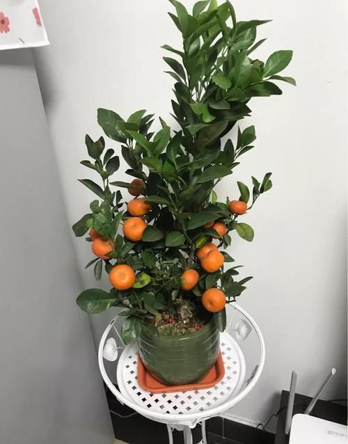 春节来临，为了营造气氛，你在家里摆上什么鲜花？