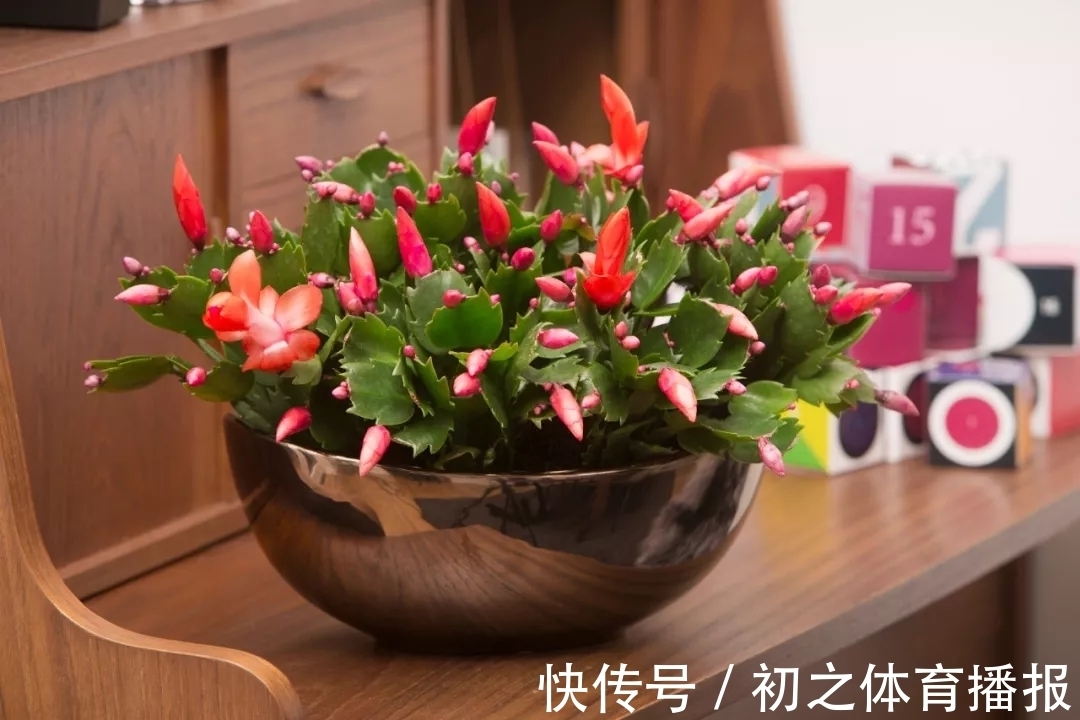 蟹爪兰装葱死活不开花,3个窍门,一次性解决,嗖嗖就花满枝