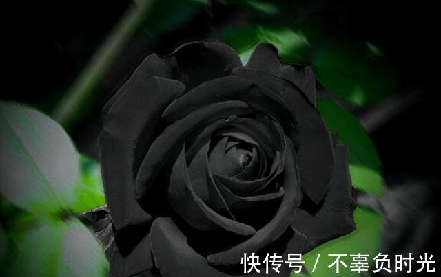 世界上最罕见的花——黑色玫瑰