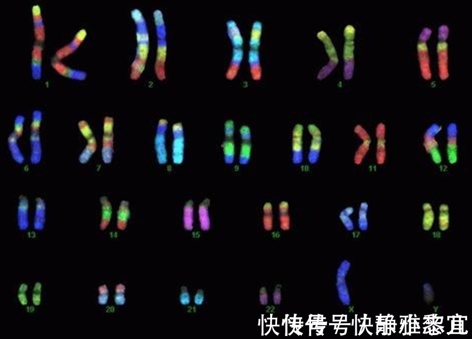 性染色体|同母异父和同父异母，哪种关系血缘上更亲？遗传学的答案不一样