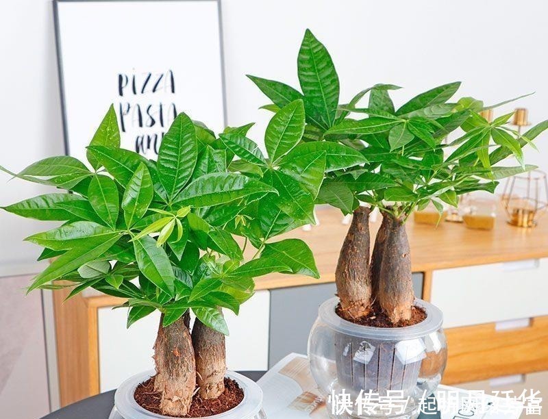 这6款盆景,一款比一款有品位,“养不死”还净化空气