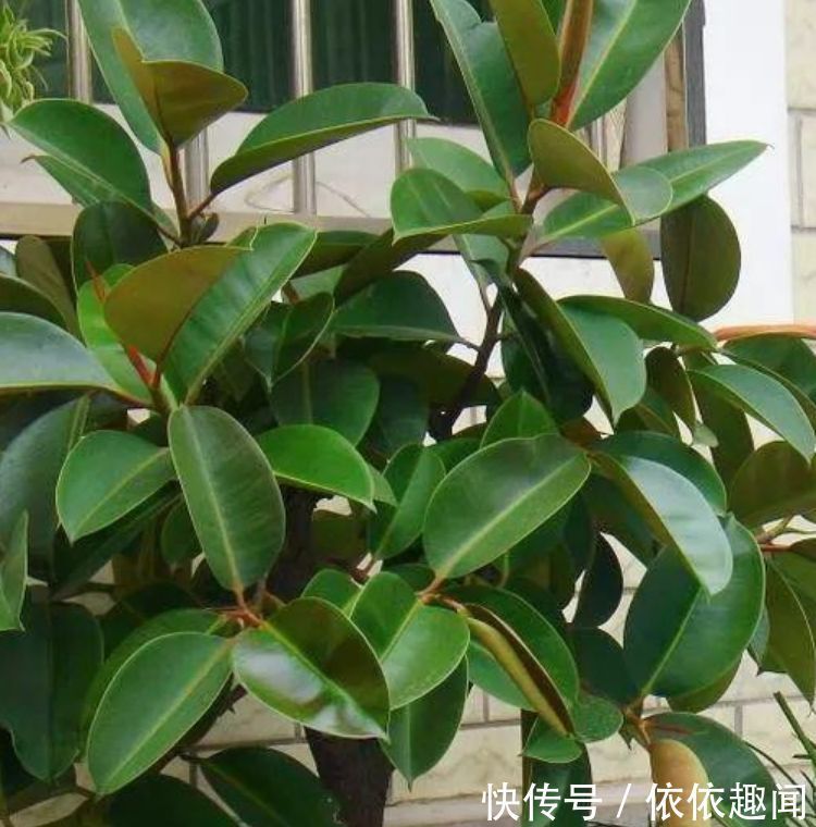 春天养花，不妨养这四款花，耐热耐晒更耐旱，浇水就疯长