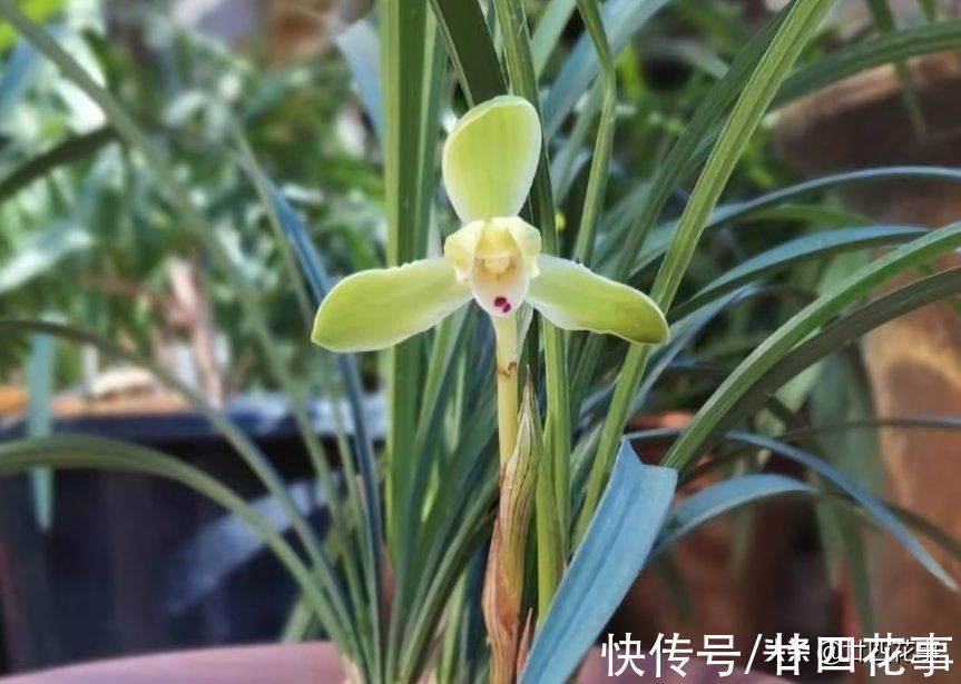 浇水|小雪过后养兰花,3件事需避免,不注意危害大难开花,一冬白养了