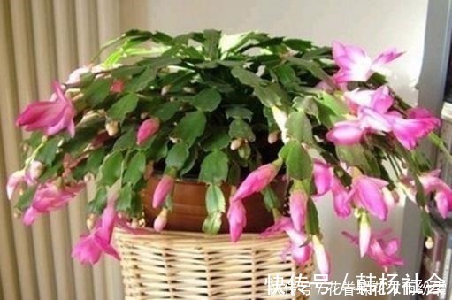 蟹爪兰|爷爷养蟹爪兰,20天长成“胖墩”,学会3个秘诀,比施肥奏效!