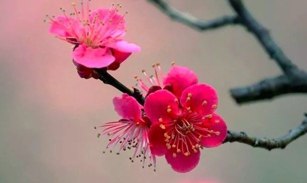 梅花#高僧写下的一首诗,每一句都是至理名言,屡屡被人引用