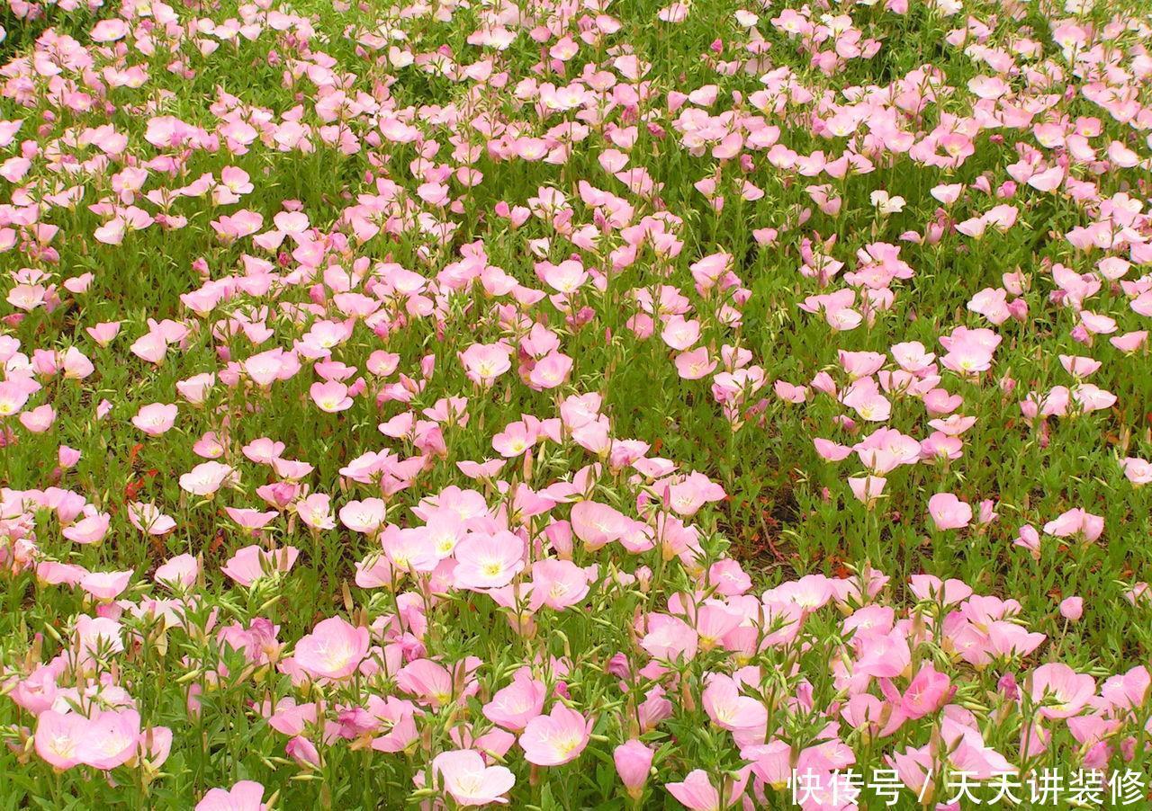 春天院子种什么花,3个品种推荐给你,你值得拥有