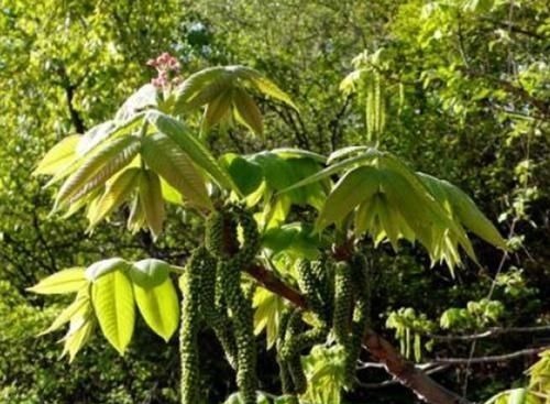 核桃花|长在树上无人识，晒干了58元一斤，人称“长寿菜”，如今都抢着要