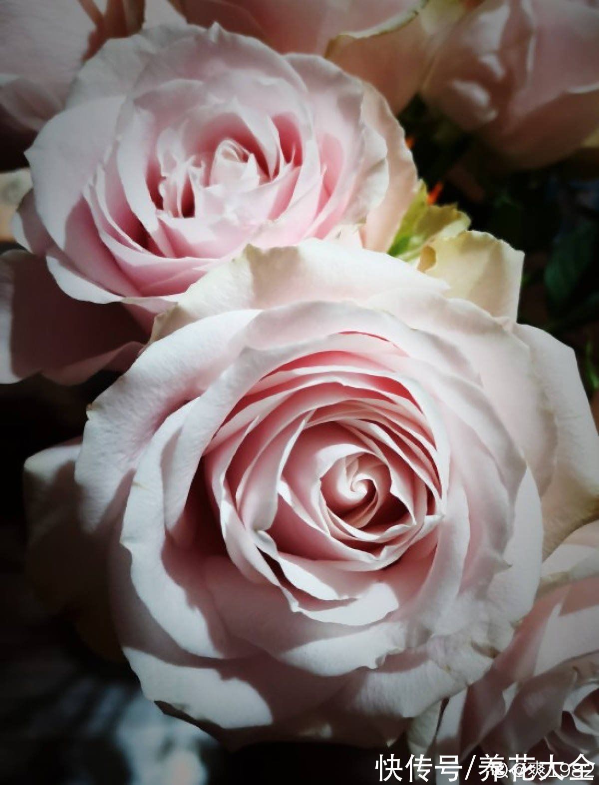 适合新手养的月季,花朵一个比一个大,花期还超长待机