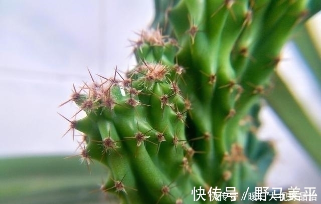 这种多肉植物不能太“小心”伺候，否则肉质茎容易腐烂哦