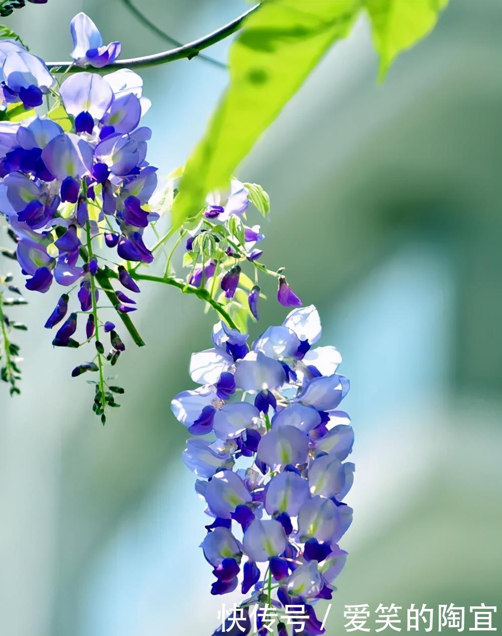 光照|紫藤花花开过后，记得修剪一下，注意这些点