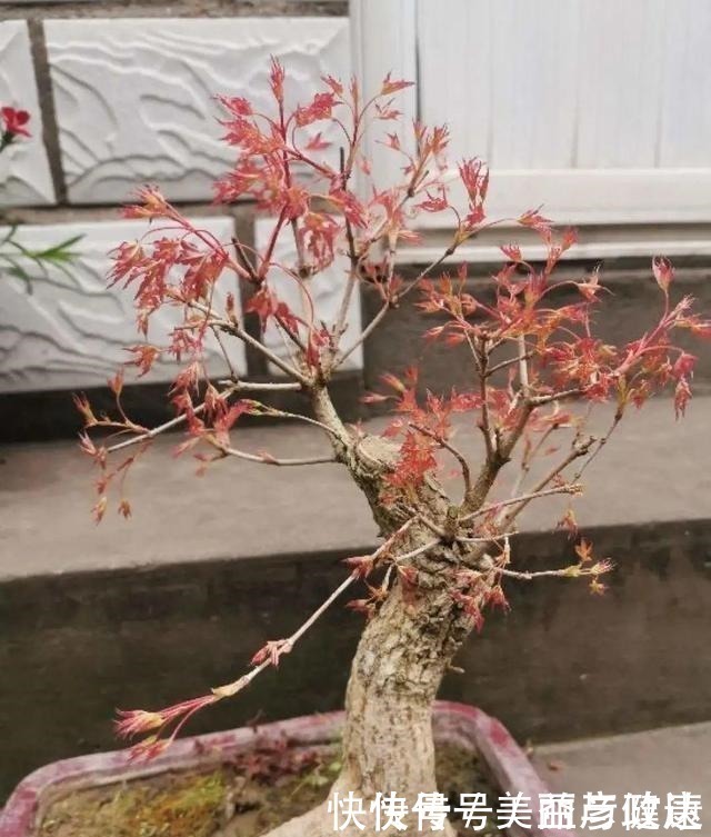 紫藤|4种花养成老桩,价格能翻好几倍,开花也更多!