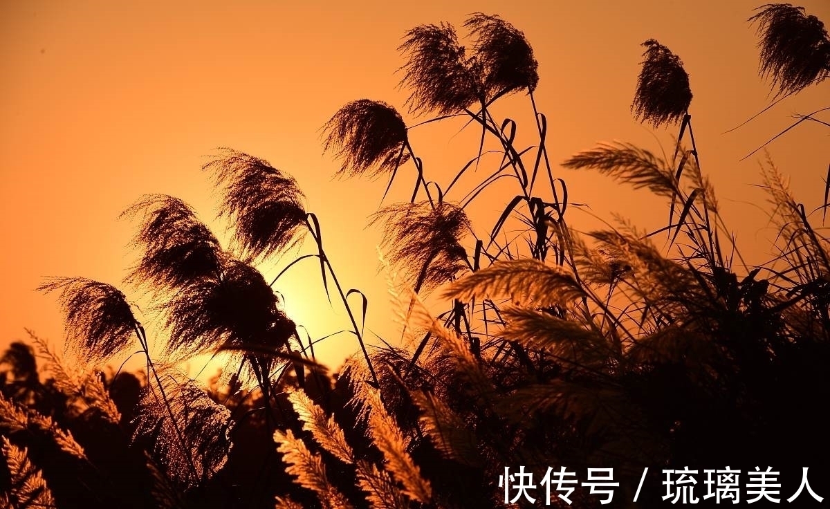 岁月静好&两首荻花秋诗词,一首静好,一首情深,你喜欢哪一首