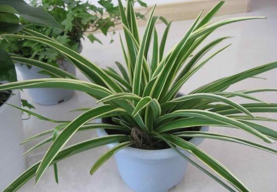 补救|吊兰烂根是什么原因导致的,这样可以补救吊兰烂根问题