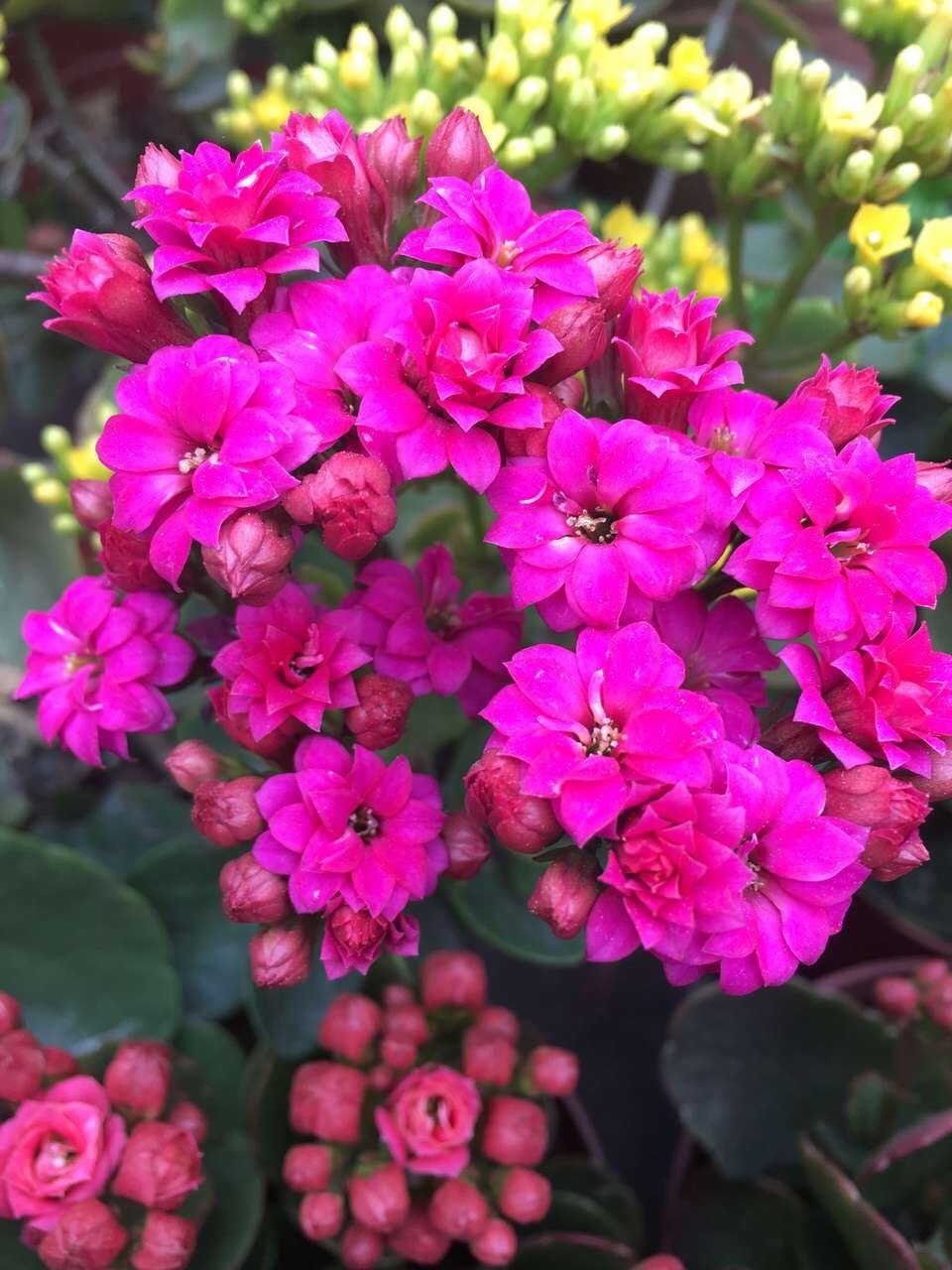 花卉|他养花“自制”有机肥,1月只浇“2瓶盖”,效果惊人,花肥不用买