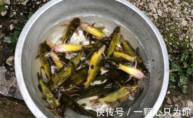 深秋野钓，选择饵料不用纠结，就用这些天然饵料，效果远超商品饵