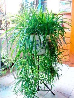 植物|淘米水、黄豆水都别用,自制1种“营养液”浇花,不生虫、无臭味