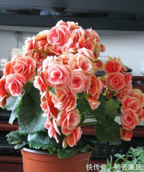 非洲堇|4种“开花机器”，四季开不停，养护省心颜值高，是阳台盆栽佳品