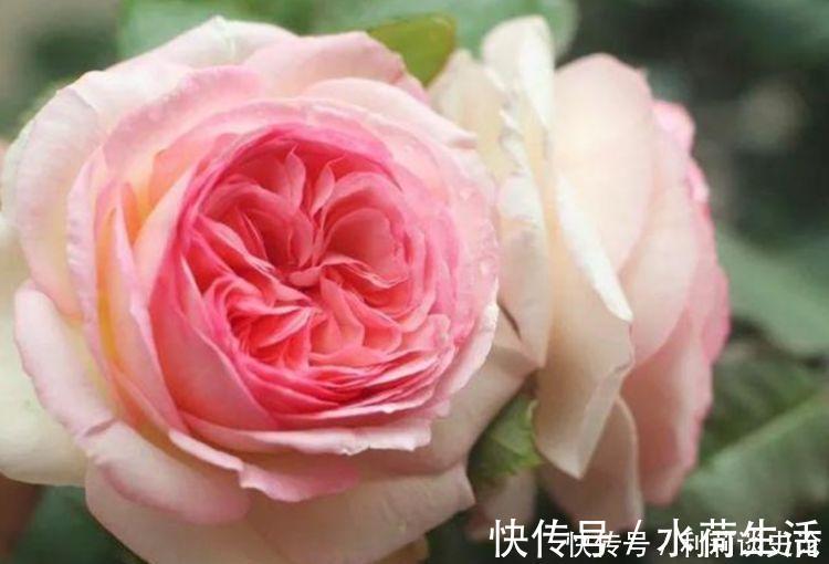 疯长|4种花养了就爆盆,好养易活开花漂亮,夏季也能疯长不停