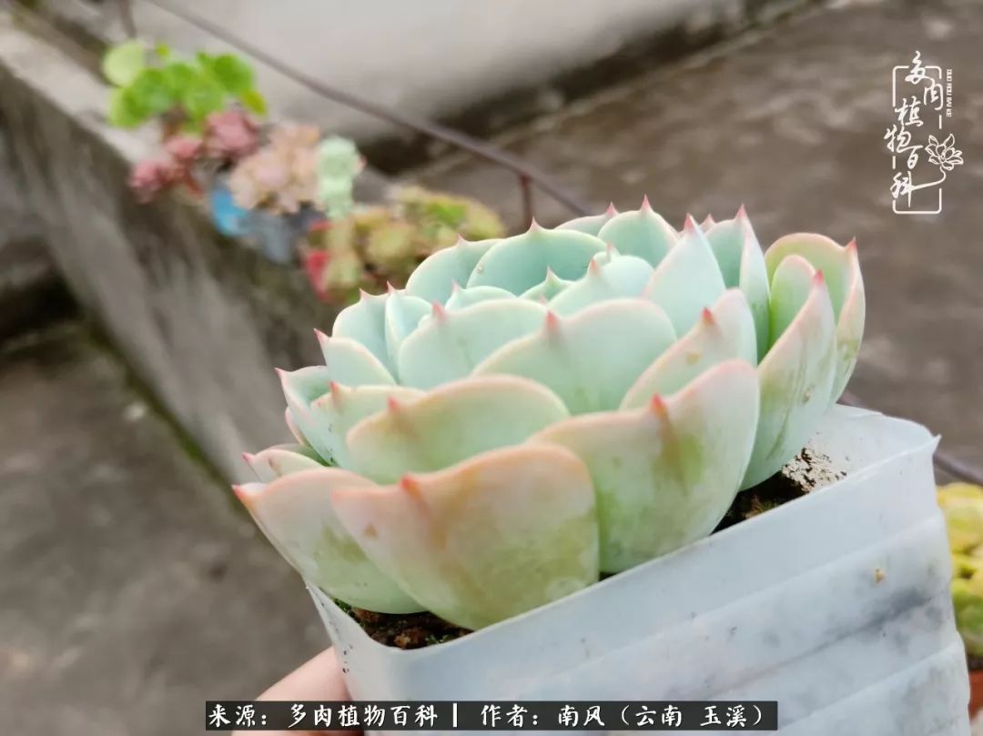 从小喜欢绿植，后来遇见多肉，情不知所起，那就再接再厉！