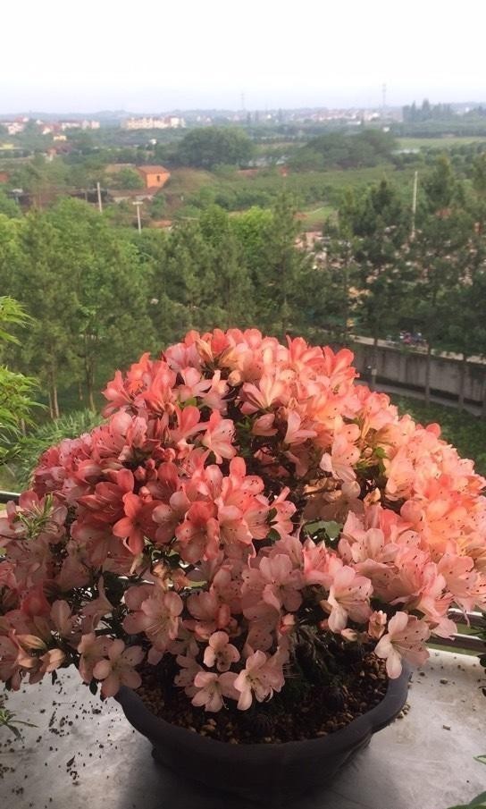 呼呼|杜鹃花冬天也能爆开,大盆养,沙土种,羊粪做底肥,红花呼呼开