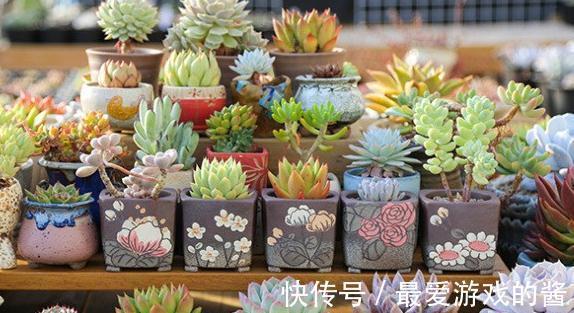 这几种植物对懒人最友好，越放养长势越好，颜值还特别高