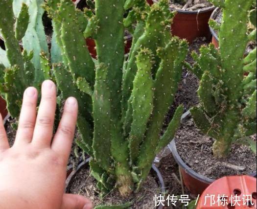 “千手观音”仙人掌，名不虚传，掐个侧芽，快速长出“千片掌”