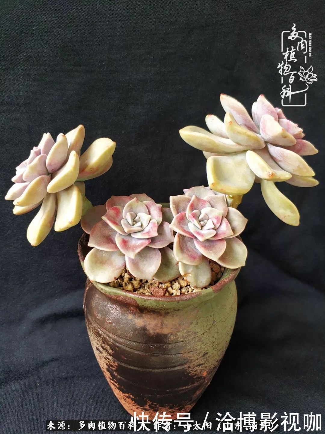 小苗|脱坑一年,最后发现自己生活里始终离不开多肉!