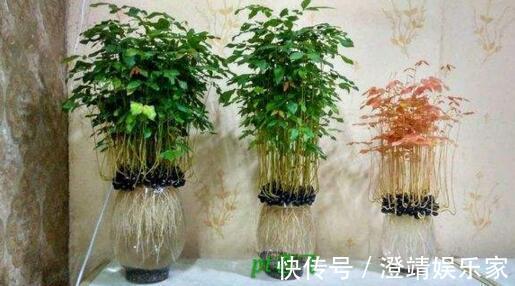 4种“果核”不要扔,埋土里,5天之后“惊喜”不断,观叶又收果!