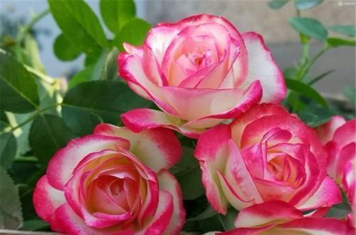 最厉害的养花营养液:给月季花喝一勺,猛窜笋芽,花开满枝