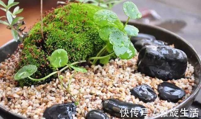 青苔|农村厕所旁挖的“青苔”，养在咸菜缸里，浇水就活，最少值一千块