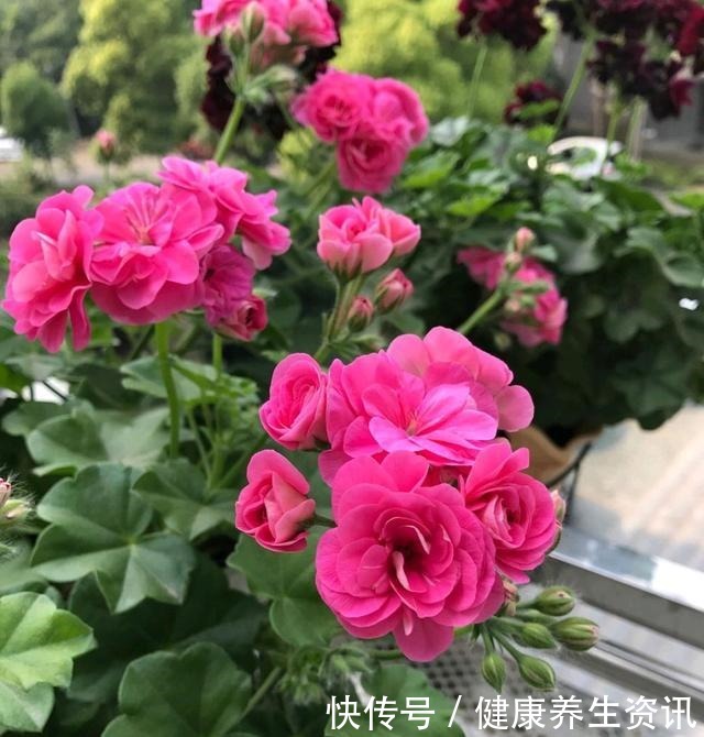 开花漂亮，花期长又勤花，连叶子都带香味，这种花值得养！